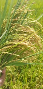 VENTA A GRANEL HOMALI KDM ARROZ 5% EMBALAJE ROTO COMO PEDIDO COMPRADOR AL POR MAYOR - Product Image 4