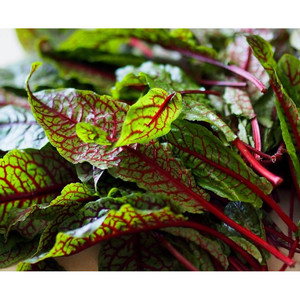 Rumex Sanguineus 100% Naturel Décoratif Savoureux Perpétuel avec Beta-Carotène, Forme de Feuille - Product Image 2