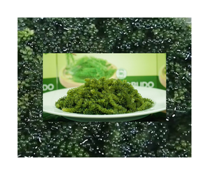 Exportateur de raisin de mer Caulerpa Lentillifera du Vietnam - Raisin de mer frais et croustillant pour l'industrie alimentaire et les restaurants de fruits de mer - Product Image 6