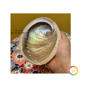 หอยเป๋าฮื้อคุณภาพสูงส่งออกเปลือกหอยเป๋าฮื้อสีขาวและเขียวธรรมชาติสำหรับการค้าระดับโลก - Product Image 1