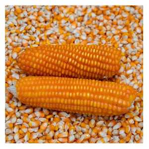 Compre Maíz Amarillo Seco Orgánico Premium envasado a Granel para Suplemento Alimenticio con Alta Pureza y Excelente Calidad - Product Image 5