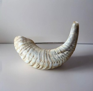 Véritable Shofar yéménite certifié casher traditionnel-Son fort pour les cérémonies de Rosh Hashanah - Product Image 4