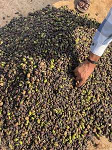 Hierbas naturales de fruta seca Harad Choti Khala orgánicas de alta calidad Terminalia Chebula Bal Hirda Himaj directamente de la India - Product Image 5