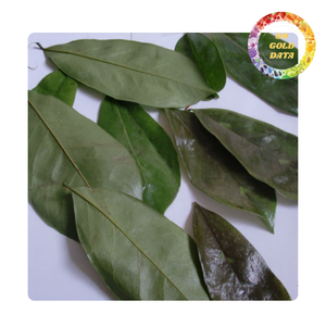 ใบ soursop/graviola สำหรับชาสมุนไพรและการเยียวยา | ต้นกำเนิดเวียดนาม - Product Image 3