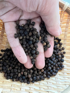 Pimienta Negra de Vietnam de Ultra Alta Densidad [Keith Vilaconic] 600 G/L ASTA - Granos Súper Intensos - Calidad de Exportación Premium - Product Image 1