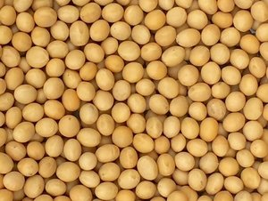 Soja para consumo humano con un nivel de pureza del 98%, con forma de grano uniforme, características naturales y calidad de grado alimenticio. - Product Image 6