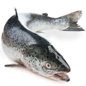 Saumon frais surgelé en gros de l'usine, prix du saumon frais - Product Image 5