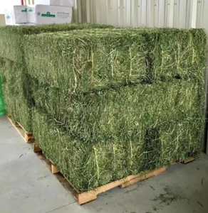 Heno de Alfalfa para Centros Ecuestres, Fardos de Hojas sin Polvo para Caballos de Alto Rendimiento y Cría, Compra al por Mayor - Product Image 6