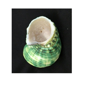 Grande coquille de mer brillante verte de Shell de Turbo pour la conception intérieure et l'usage d'affichage - Product Image 5