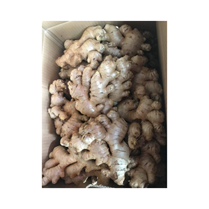 Racine entière naturelle de gingembre frais pour plateaux de vente au détail kits de repas et étagères d'épicerie, cultivée au Vietnam, qualité d'affichage premium - Product Image 3