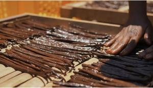 Meilleur fournisseur 100% Vanille Planifolia naturelle Sans pesticide ni conservateur +18 cm Vanille bourbon séchée pour épices - Product Image 3