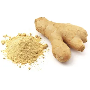 Fresh Ginger n from Ginger Supplier Yellow Crop Optimum Style Industrial Yellow Color