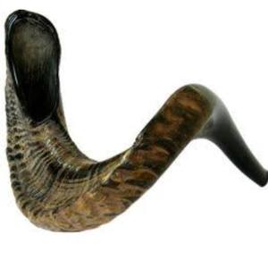 Bocina Natural de cabra para decoración del hogar, bocina de tamaño personalizado, gran oferta - Product Image 2