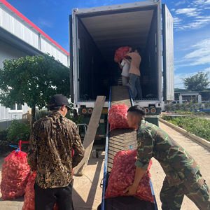 Jengibre Fresco de Vietnam, Raíz de Especia Lavada y Limpia de Primera Calidad, Suministro Global para Exportación - Product Image 1