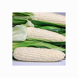 Producto agrícola Grano a granel Maíz seco blanco Kernal Maíz seco Maíz blanco seco con precio competitivo - Product Image 4