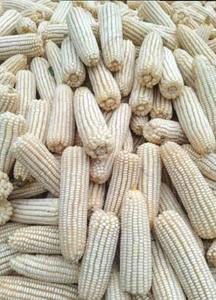 Maíz blanco de grado A, precio al por mayor, maíz blanco de alta calidad, proveedor de alimentación animal - Product Image 5