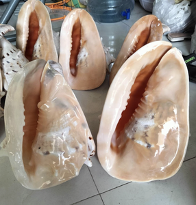 1. Décoration en coquille de Cassis cornuta du Vietnam, fabriquée à partir de coquillages naturels pour la décoration intérieure et l'artisanat créatif. - Product Image 3