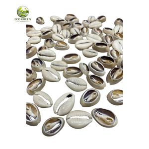 Conchas Marinas Naturales para Decoración, Piezas de Conchas Pulimentadas para Manualidades, Decoración del Hogar, Arte DIY y Decoración de Bodas - Product Image 6