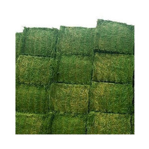 Foin de luzerne de qualité supérieure pour l'alimentation animale-haute teneur en protéines-qualité d'exportation - Product Image 4