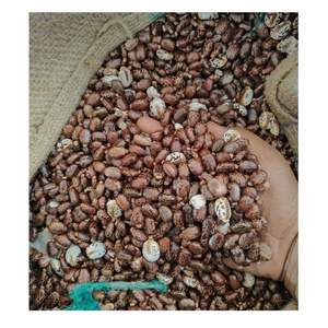 Semillas de ricino de doble lengua de primera calidad para extracción de aceite, Exportación a granel desde la India, 12 meses de vida útil - Product Image 5