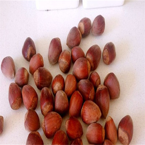 Nueces de avellana crudas/secas de alta calidad al por mayor / Nueces de avellana crudas / Nueces de avellana de grado orgánico / Nueces de avellana en venta - Product Image 1
