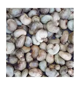 Raw cashew nuts in shell factory wholesale price Raw Cashew Nuts raw cashew nuts 2023 organic