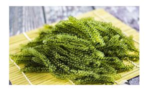 Exportar uvas de mar en grandes cantidades desde Vietnam-Las uvas de mar son instantáneas-Conveniente-Fácil de usar - Product Image 3