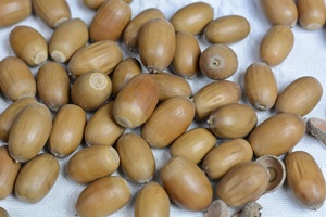 Bollos de Roble Secos de Alta Calidad, con Sabor Salado, a Granel, Cosecha Fresca para Exportación, para Distribuidores Mayoristas en Todo el Mundo - Product Image 3