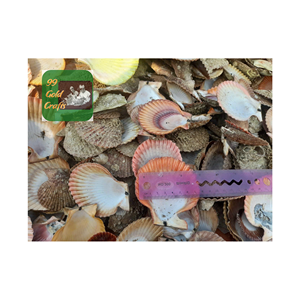VENTES EN GROS RESSOURCES NATURELLES COQUILLES DE PÊTEAUX DES PLAGES POUR CADEAU NATURE BEAUTÉ COULEUR AVEC HAUTE QUALITÉ FABRIQUÉ AU VIETNAM - Product Image 6