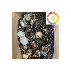 Concha marina de Lapa natural de Vietnam cuidadosamente limpiada y seleccionada para decoración artesanal y uso en acuarios - Product Image 1