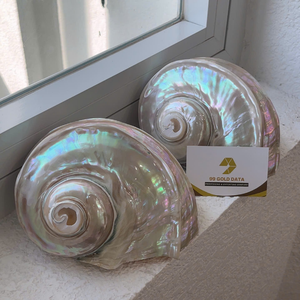 Boîte à bijoux décorative faite à la main en coquillage utilisant un matériau de coquille océanique authentique produit au Vietnam - Caryln 0084935825297 - Product Image 5