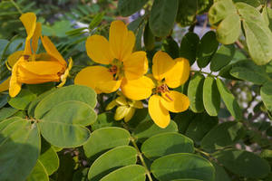 Polvo de extracto de hierbas cultivadas silvestres Cassia Obovata - Product Image 3
