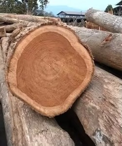 Exceptionally Versatile Mahogany Wood <b>Logs</b> Export Quality 10 Fascinating Features - Product Image 5