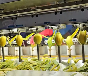 Mangue séchée molle de qualité exportatrice <span class=keywords><strong>Vietnam</strong></span> fournissant des négociants et des distributeurs alimentaires mondiaux - Product Image 2