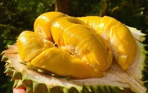 Durian frais de qualité supérieure à prix compétitif/Durian congelé - Product Image 6