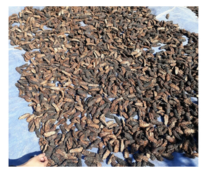 Fruta Noni seca de Vietnam, Morinda Citrifolia de alta calidad, rodajas y polvo de Noni seco a granel, Noni seco para exportación a bajo precio - Product Image 2