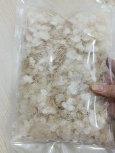 เกล็ดปลาแห้งมาตรฐานส่งออก วัตถุดิบอาหารสัตว์ คุณค่าทางโภชนาการสูง - Product Image 1