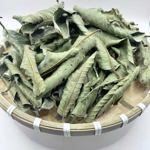 ขายส่งจากโรงงานโดยตรง ใบฝรั่งอบแห้งจากเวียดนาม รับผลิตฉลากเอง สำหรับการผลิตชา ทั้งแบบใบหลวมและแบบบรรจุถุง - Product Image 5