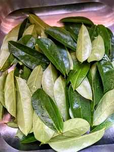 DESCUBRE HOJAS DE URENTA SECAS PREMIUM DE VIETNAM, 100% NATURAL, SELECCIONADAS A MANO PARA LA MEJOR CALIDAD AL PRECIO MÁS ASEQUIBLE - Product Image 6