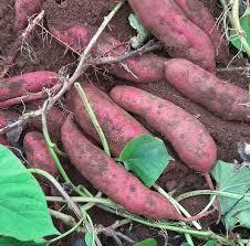 Batata congelada Una guarnición saludable y fácil de preparar hecha en Vietnam - Product Image 3