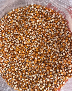 Maíz Amarillo Glutinoso Orgánico Sin OMG para Consumo Humano y Alimentación Animal, Palomitas de Maíz - Product Image 4