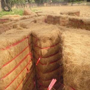 Fibra de Palma Cruda Marrón en Venta - Product Image 4