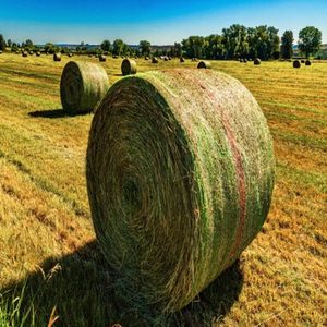 Heno de Alfalfa de Primera Calidad al por Mayor para Caballos con Vitaminas, 24 Meses de Vida Útil, Empaque Personalizado, Mejor Precio, Alimento para Animales - Product Image 1