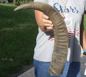 Material crudo de cuerno de búfalo para artesanos: perfecto para tallado, lijado, fundición de resina y productos a base de cuerno - Product Image 1