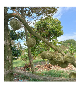 Durian orgánico fresco Vietnam dulce congelado Pulpa de fruta entera BQF proceso IQF puré de agua conservación paquete al vacío embalaje de cartón - Product Image 4