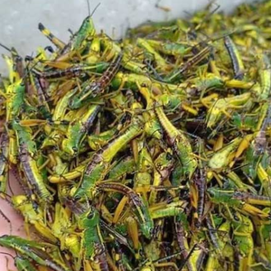 ตั๊กแตนที่ขาดน้ำจำนวนมาก | บริสุทธิ์100% สำหรับอาหารสัตว์เลี้ยงและอาหารสัตว์เลื้อยคลาน - Product Image 2