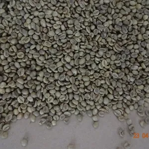 VIETNAM ROBUSTA KAFFEE GRÜNE BOHNEN NEUER PFLANZEN GROSSHANDEL 2 BILDSCHIRM 13 UNCLEANED OEM ODM NIEDRIGER PREIS TOP FARM HANFIMEX