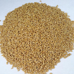Semillas de Cebada Orgánica Secas a Granel, Tipo de Almacenamiento: Lugar Fresco y Seco, Vida Útil de 2 Años - Product Image 3