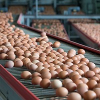 Livraison rapide sur les œufs à couver de qualité supérieure Ross 308 Achetez aujourd'hui et profitez de taux d'éclosion fiables et de poussins en bonne santé disponibles