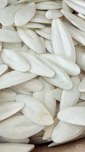 Os de seiche séchés blanchis, naturels, de haute qualité, coupés à sec au soleil, non coupés - Product Image 5